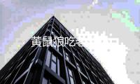  黄鼠狼吃老鼠吗
